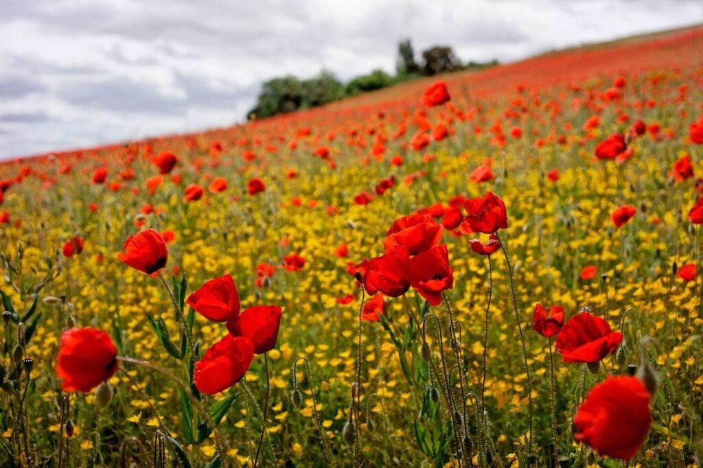 Campo primaveral - Alergias