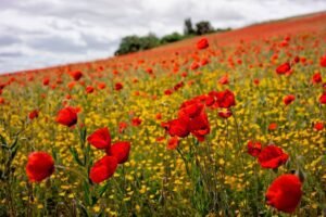 Campo primaveral - Alergias